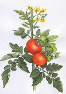 Tomatenpflanze         